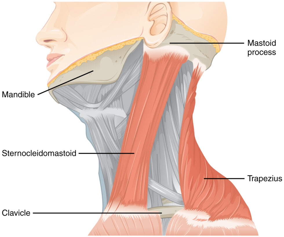 dry-needling-neck-muscles-for-cervicogenic-headaches-dr-abbate