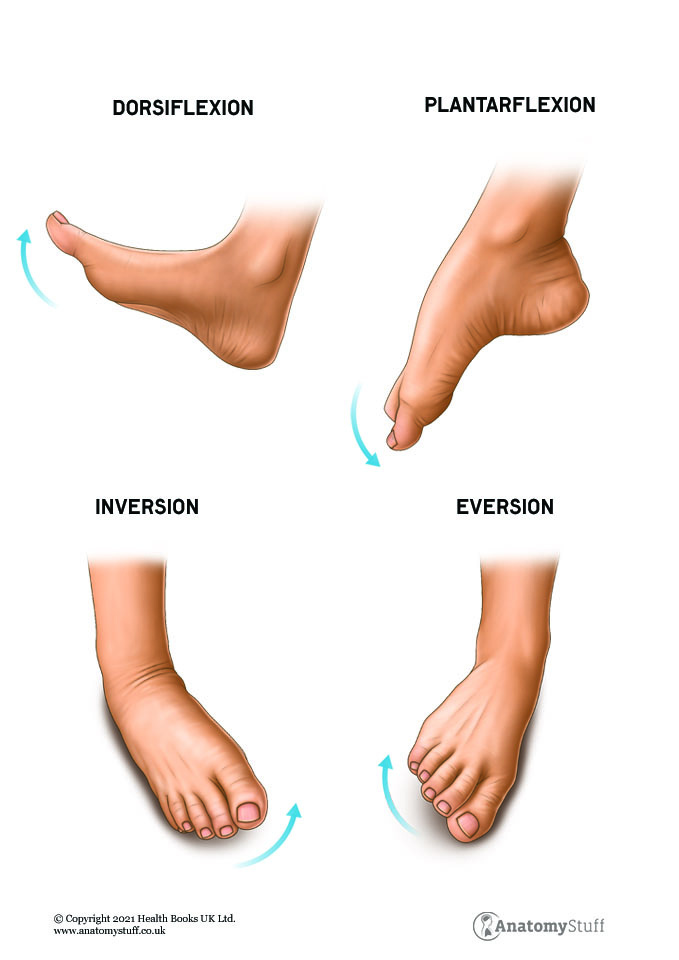 Ankle Anatomy Dr Abbate Physical Therapy